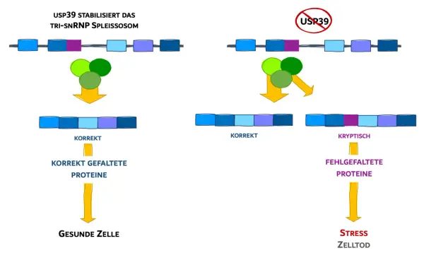 USP39 stabilisiert das Spleißosom für korrekte RNA-Prozessierung, was zu gesunden Zellen führt. Ohne USP39 entstehen kryptische Spleißstellen, fehlgefaltete Proteine und Zelltod.