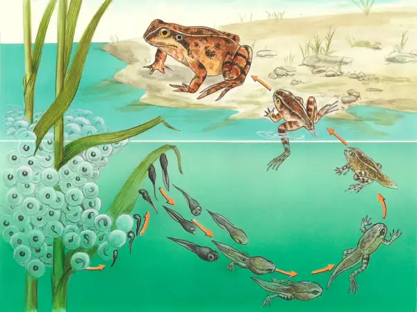 Der Lebenszyklus eines Frosches: Laich, Kaulquappen und erwachsene Tiere zeigen die faszinierende **Fortpflanzung Reptilien**-ähnlicher Amphibien.
