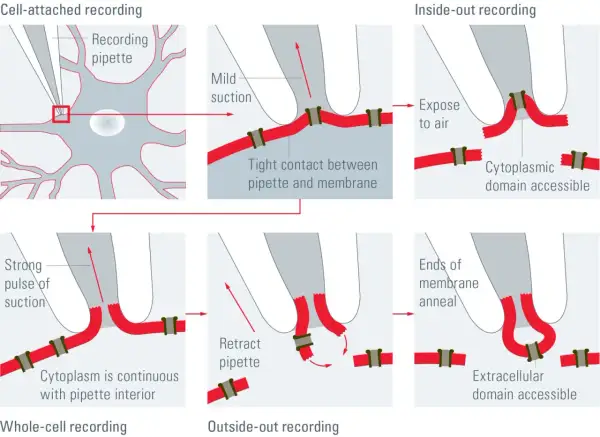 Schema der Patch-Clamp-Technik: Zell-angeheftete, Ganzzell-, Inside-out- und Outside-out-Aufnahme.