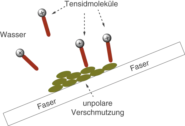 Tensidmoleküle umgeben unpolare Verschmutzung auf Fasern. Sie helfen, Wasser und Fett zu verbinden, was sie zu nützlichen Reinigungsmitteln macht.