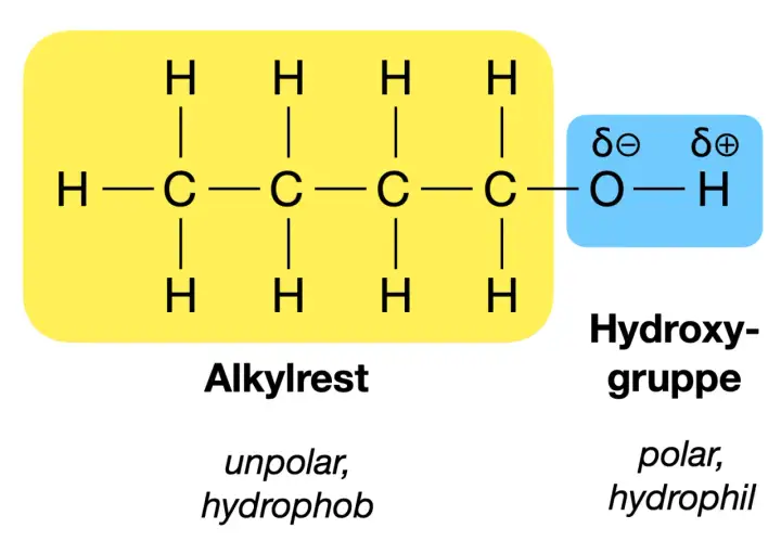 Strukturformel eines Alkohols: Ein unpolarer Alkylrest (gelb) ist mit einer polaren Hydroxygruppe (blau) verbunden. Diese funktionellen Gruppen bestimmen die Eigenschaften.